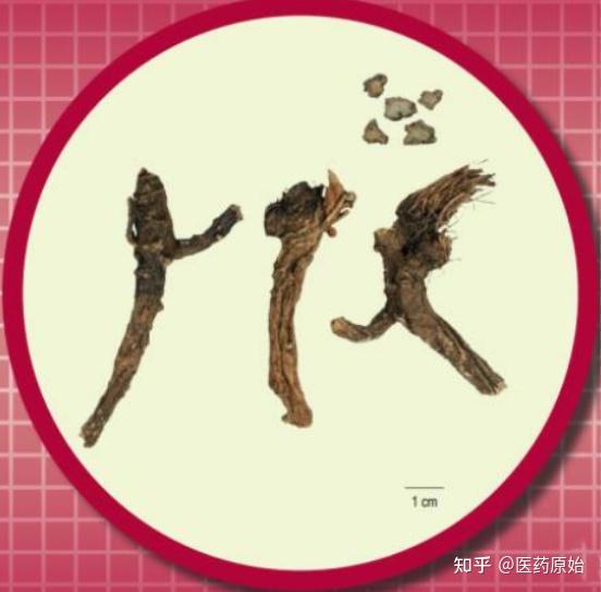 带你识别紫花前胡 - 知乎