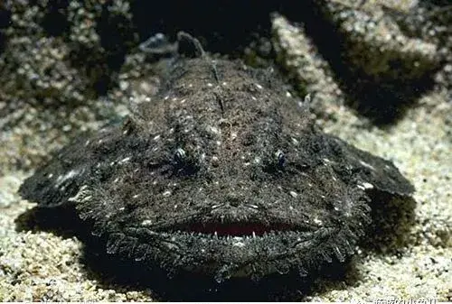 最丑鱼类汇总 - 知乎