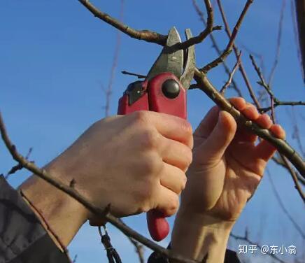 冬季盛果期的柿子树该如何修剪?看看你做得对不对?