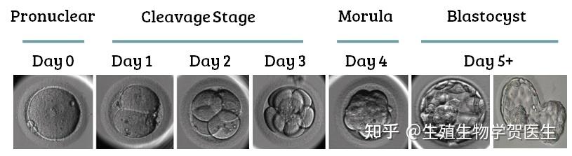 胚胎髮育的階段胚胎髮育的階段 卵裂期胚胎分級(第 2 天/第 3 天分級)