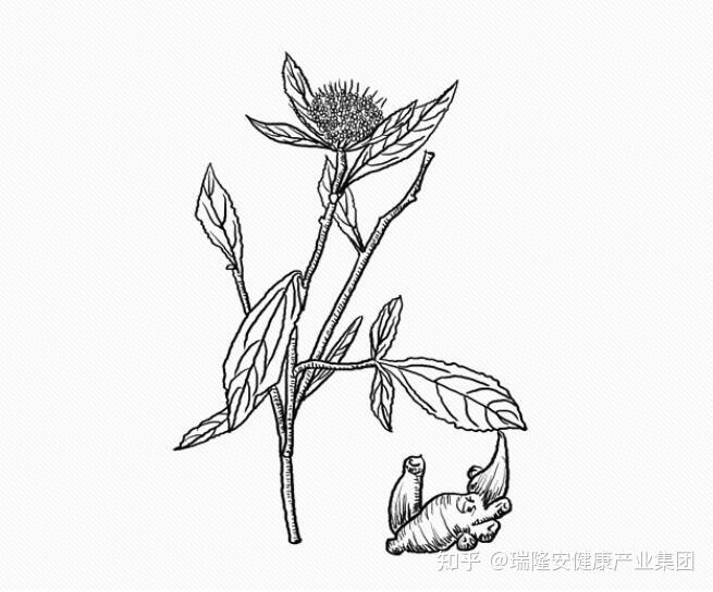 赤芍简笔画图片