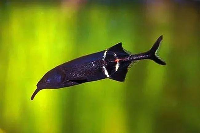 科普非洲小萨满象鼻子鱼