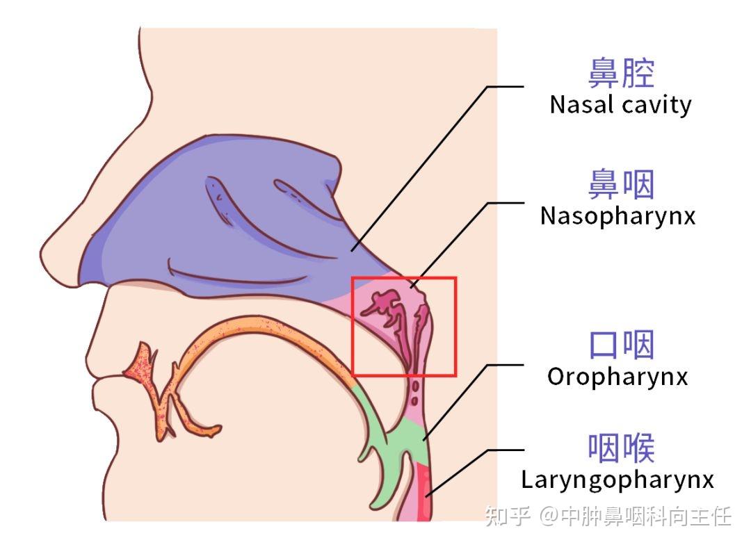 头颈部的结构较为复杂,部位不同其临床表现各异,但是头颈部组织相对表