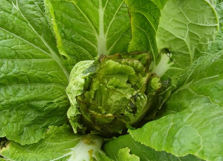 秋季大白菜长斑干枯叶是缺素药害还是病虫害怎么解决