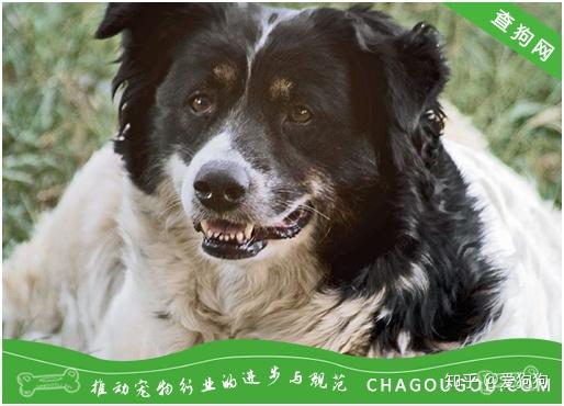 母狗怎么分娩？ - 知乎