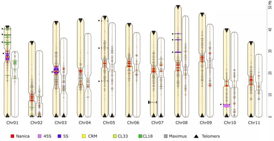 一文了解为什么要实现完整染色体组装?
