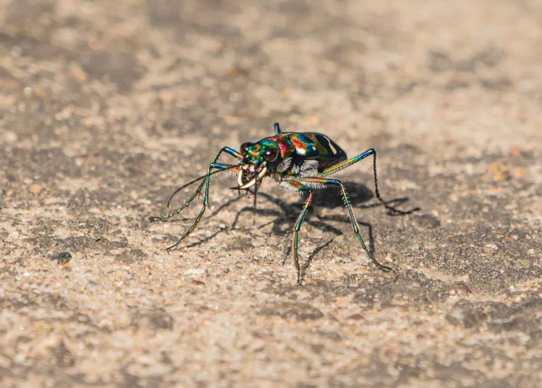 大王虎甲 zhuanlan.zhihu.com