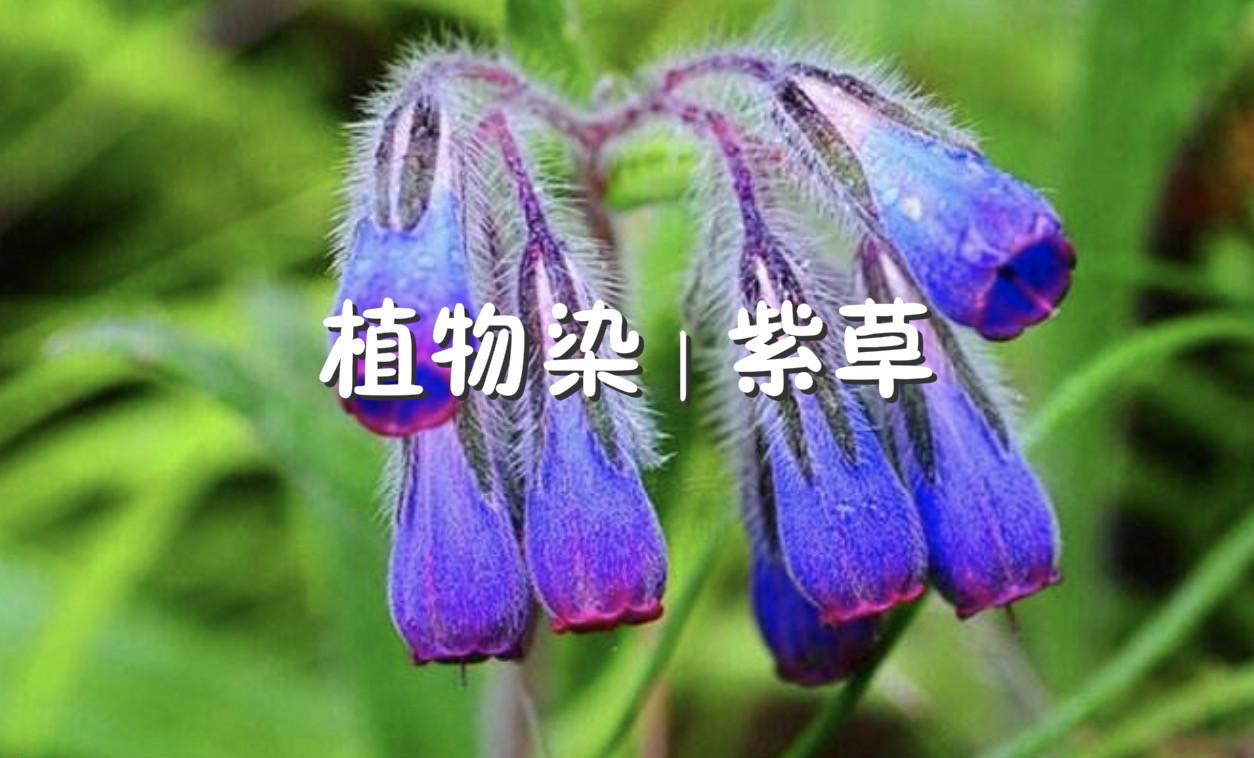 科普系列二 植物染色之紫草 知乎 科普系列二 植物染色之紫草 知乎