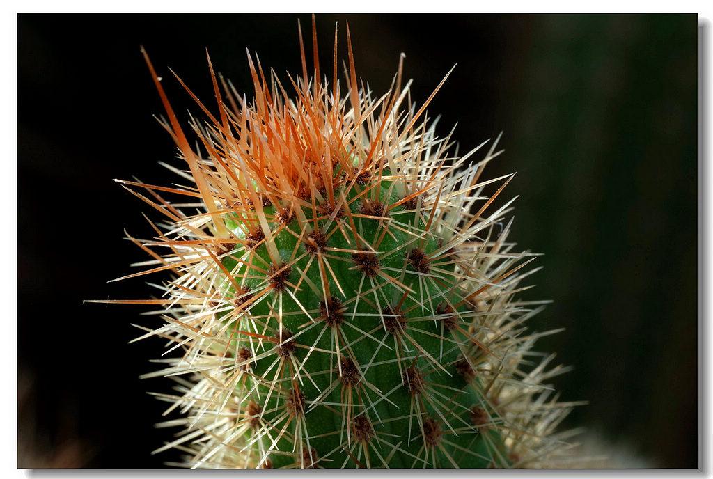 芒刺在背 zhuanlan.zhihu.com