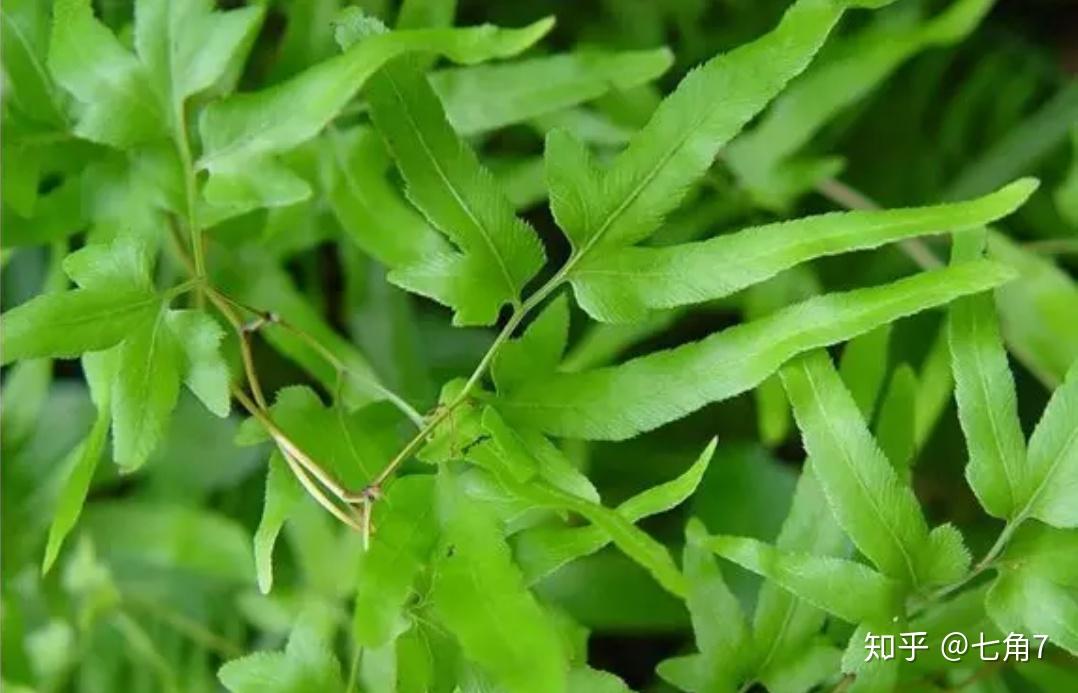海金沙含有高丝氨酸,咖啡酸,香豆酸,脂肪油等成分.