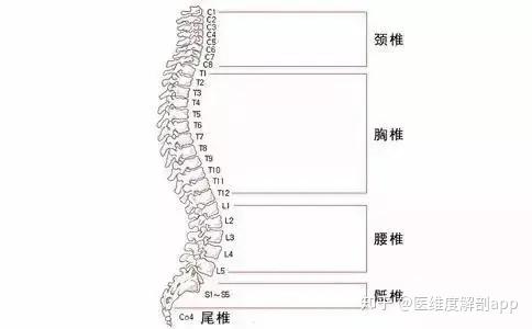 脊柱形态示意图