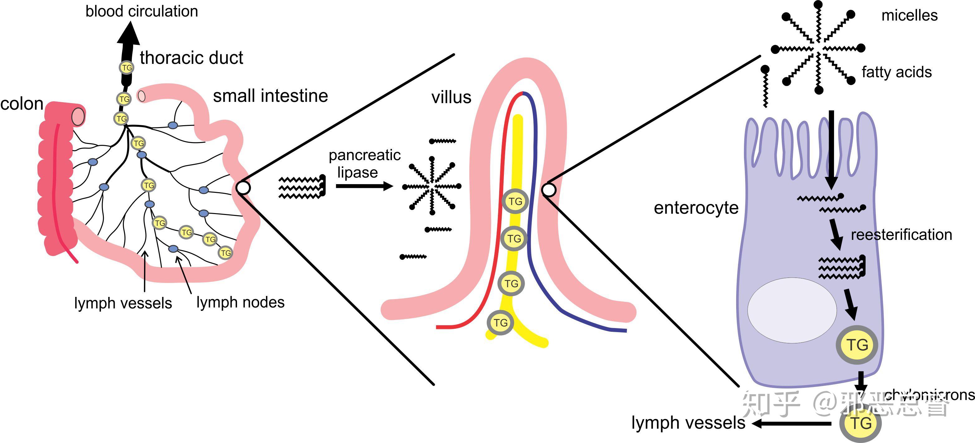 lipid digestion and absorption 脂质的消化吸收