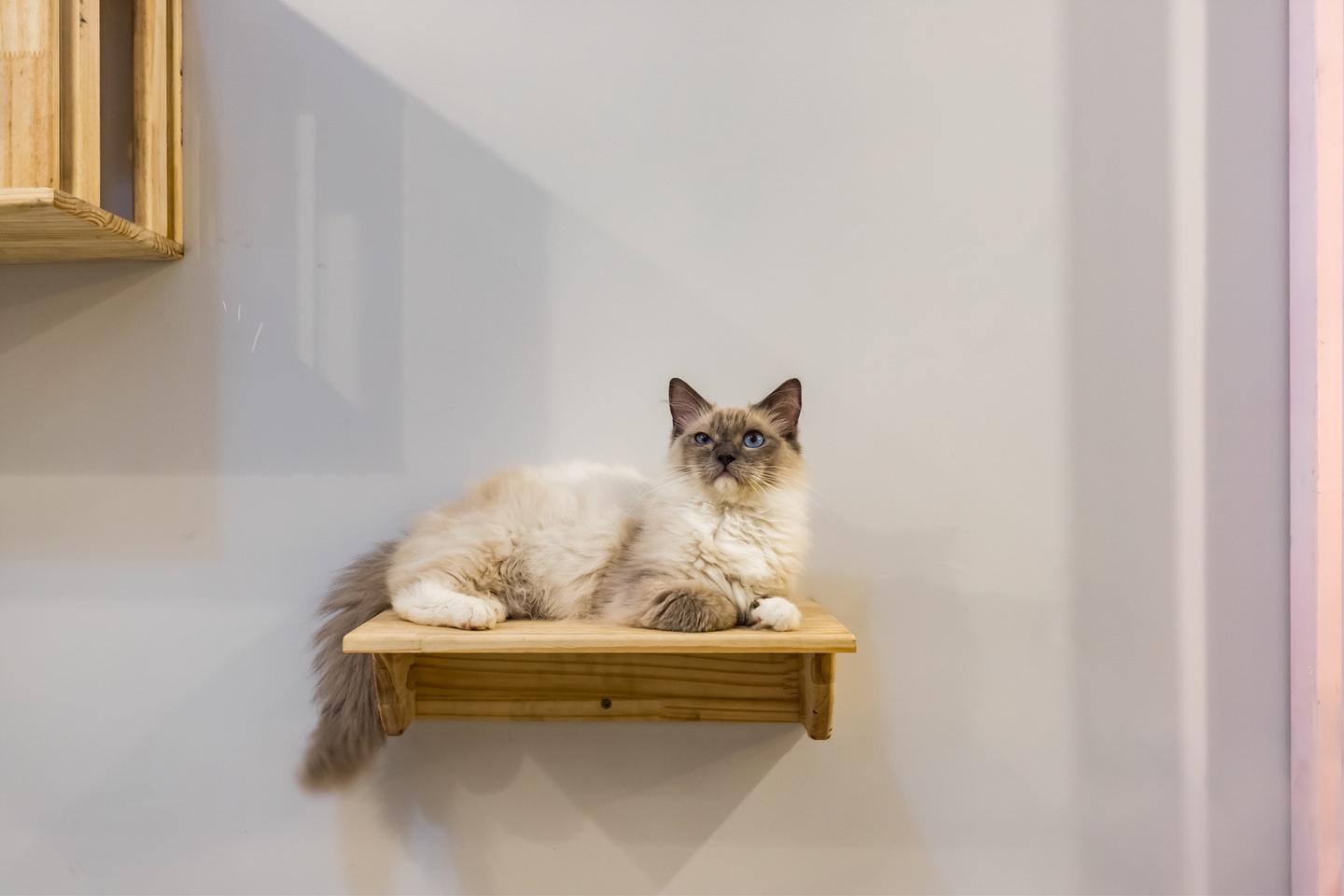 成都有一家猫咪民宿，它们以猫为特色，旅客可以带猫一起入住 - 知乎