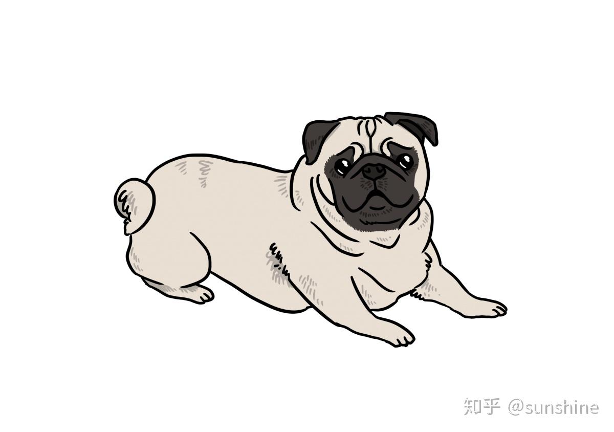小型犬品种大全排名 v2-1894da6c7db39f3b8208b39a038c089e_r.jpg