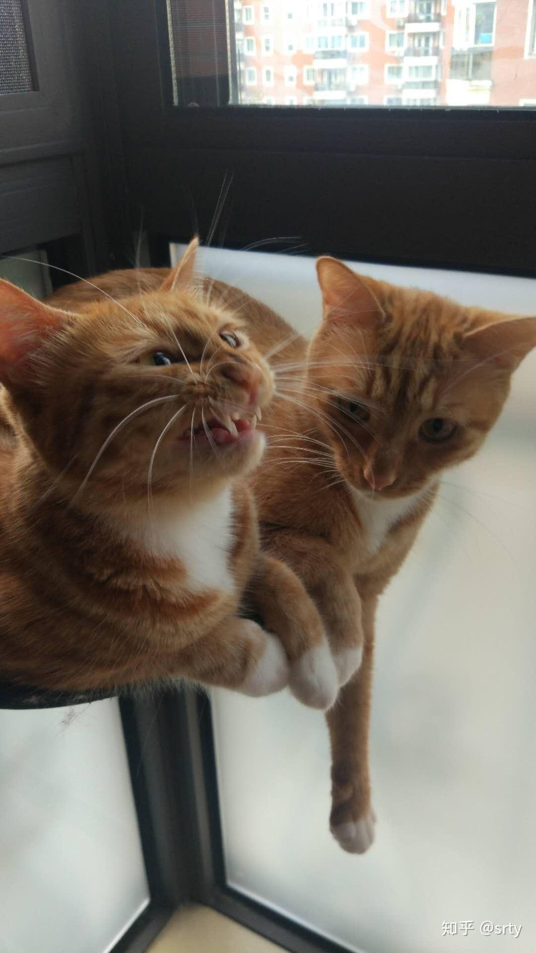我想看看你们的猫和狗最沙雕的图片可以吗