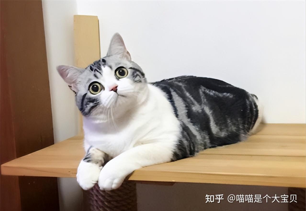 分清“美短”和“英短” ，区别挺大，弄懂再养不吃亏 - 知乎