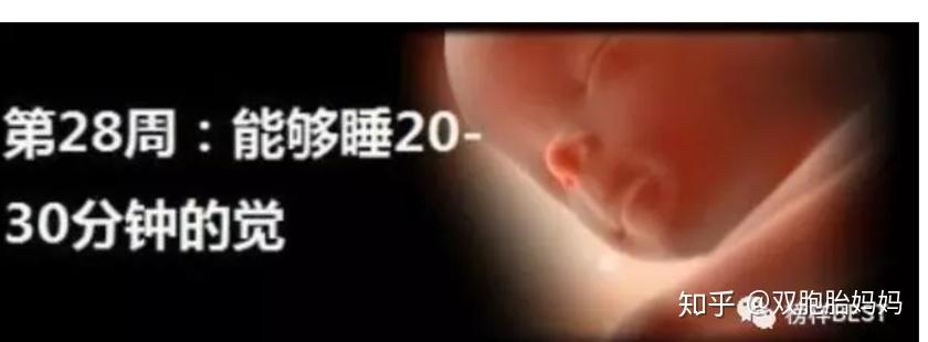 十月怀胎~第28周 - 知乎