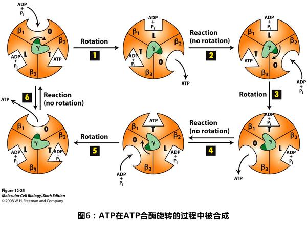 一份葡萄糖到底生成多少份atp?简单考题背后的复杂科学