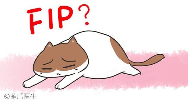 猫咪传染性腹膜炎 Fip 猫传腹怎么办能治好吗 知乎