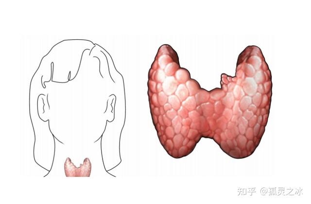 位於頸前正中位置的甲狀腺是呈蝴蝶形狀的,甲狀腺主要是負責分泌,調節