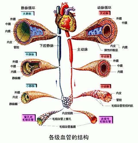 动脉壁结构图片