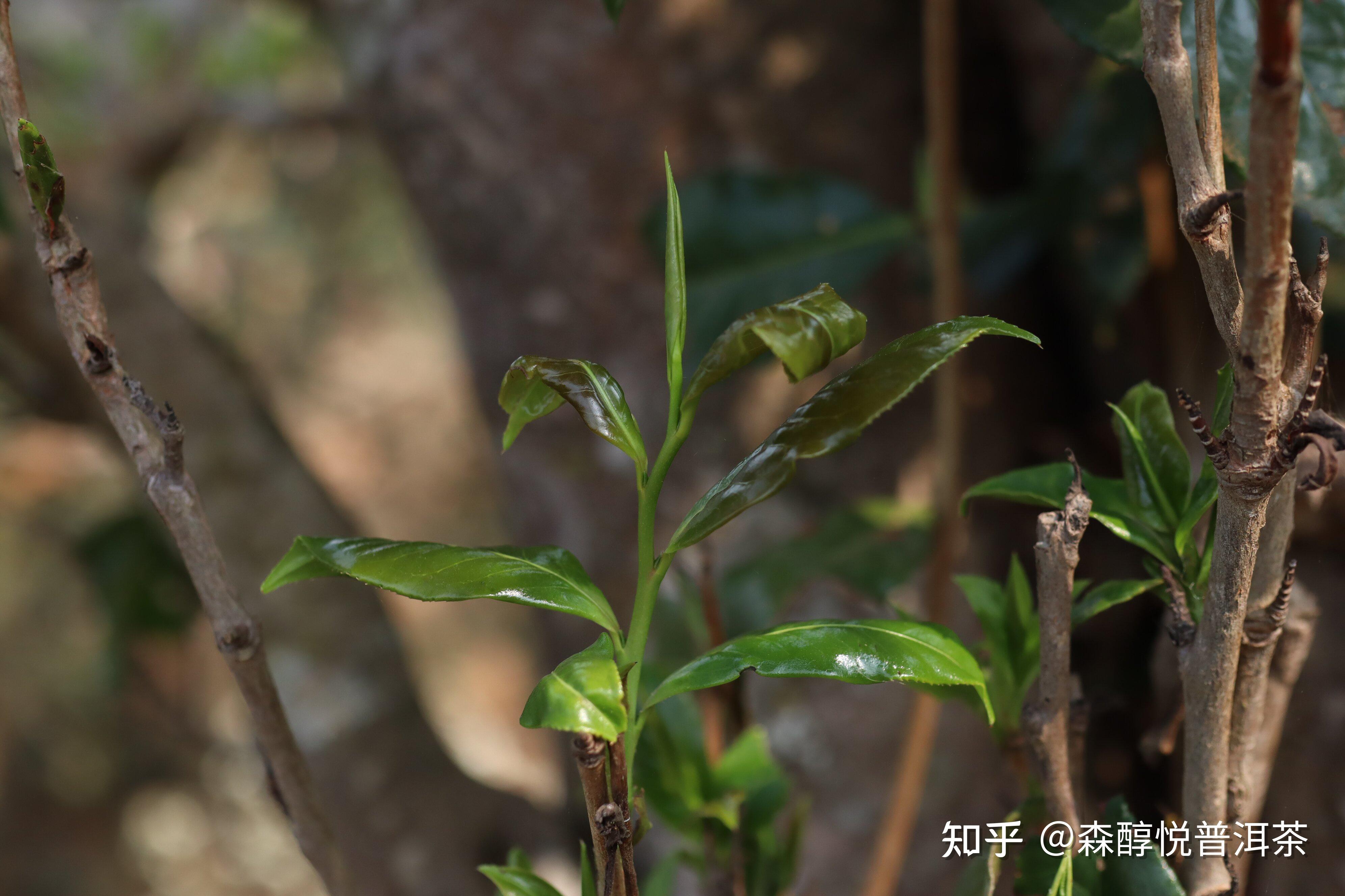 普洱茶叶底出现红梗红叶问题出在哪