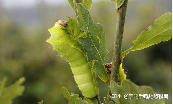 这种丝,只在中国有,国外都要来进口 - 知乎