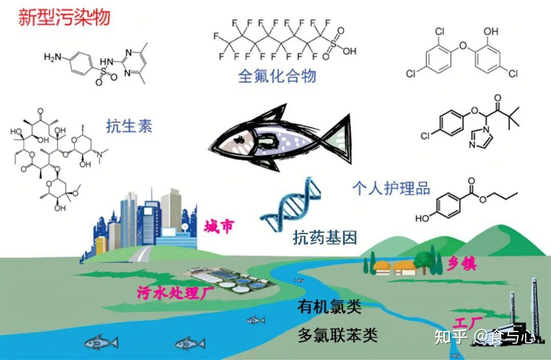 生物的人也许知道一个词:生物富集(bio-concentration,也叫生物浓缩)