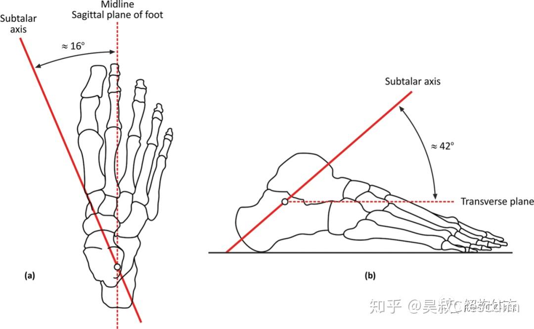 跟腱测量图解图片