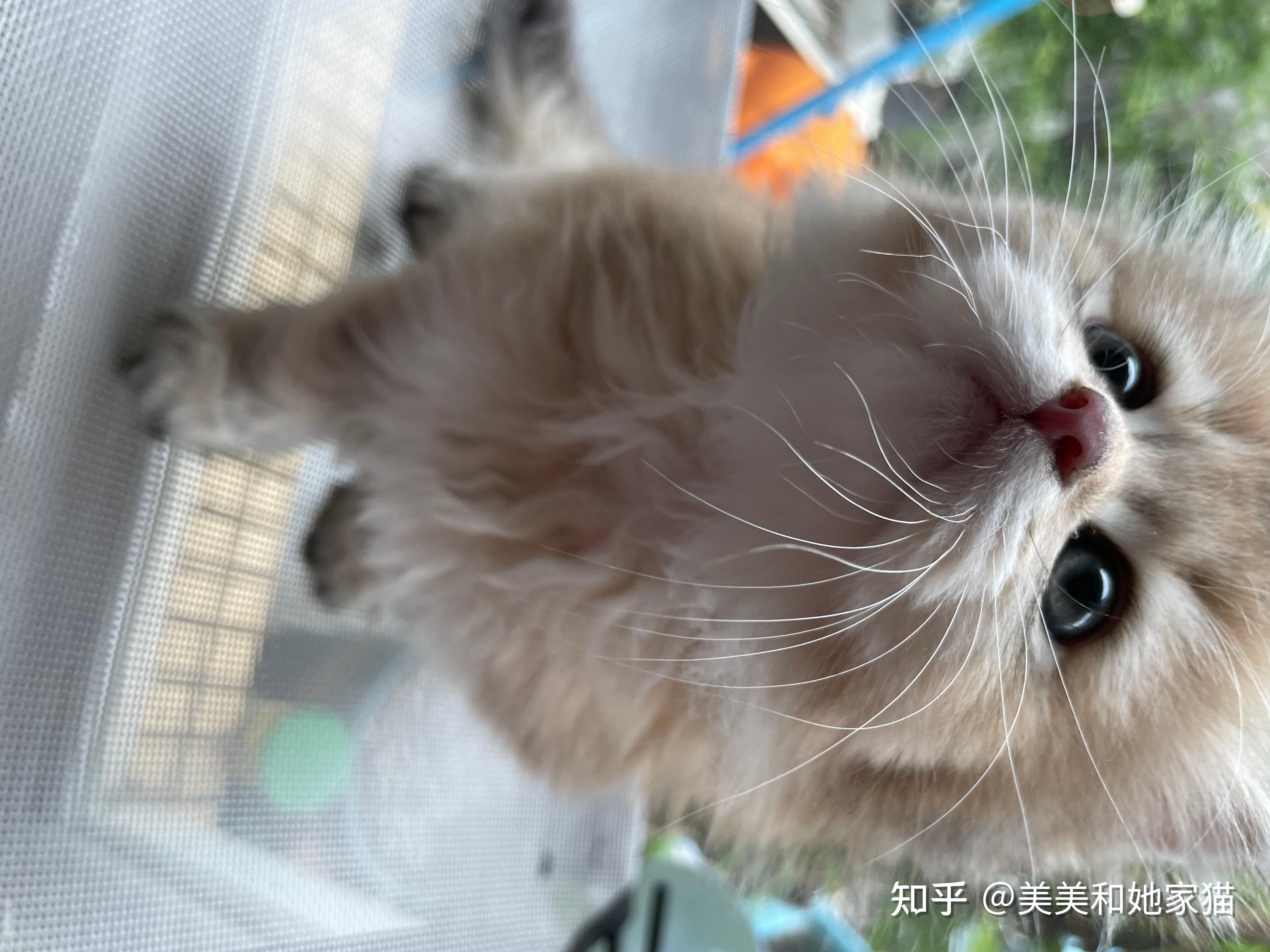 长毛金渐层小奶猫找家长 - 知乎