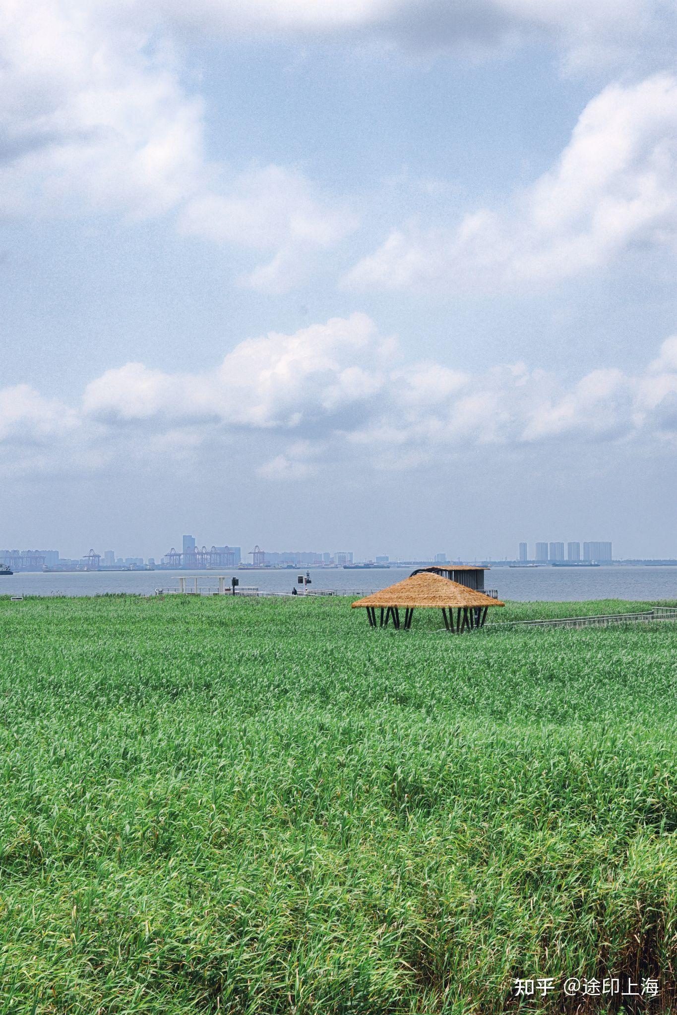 上海市内一条极佳的骑行路线 6月份的崇明岛也太美了吧