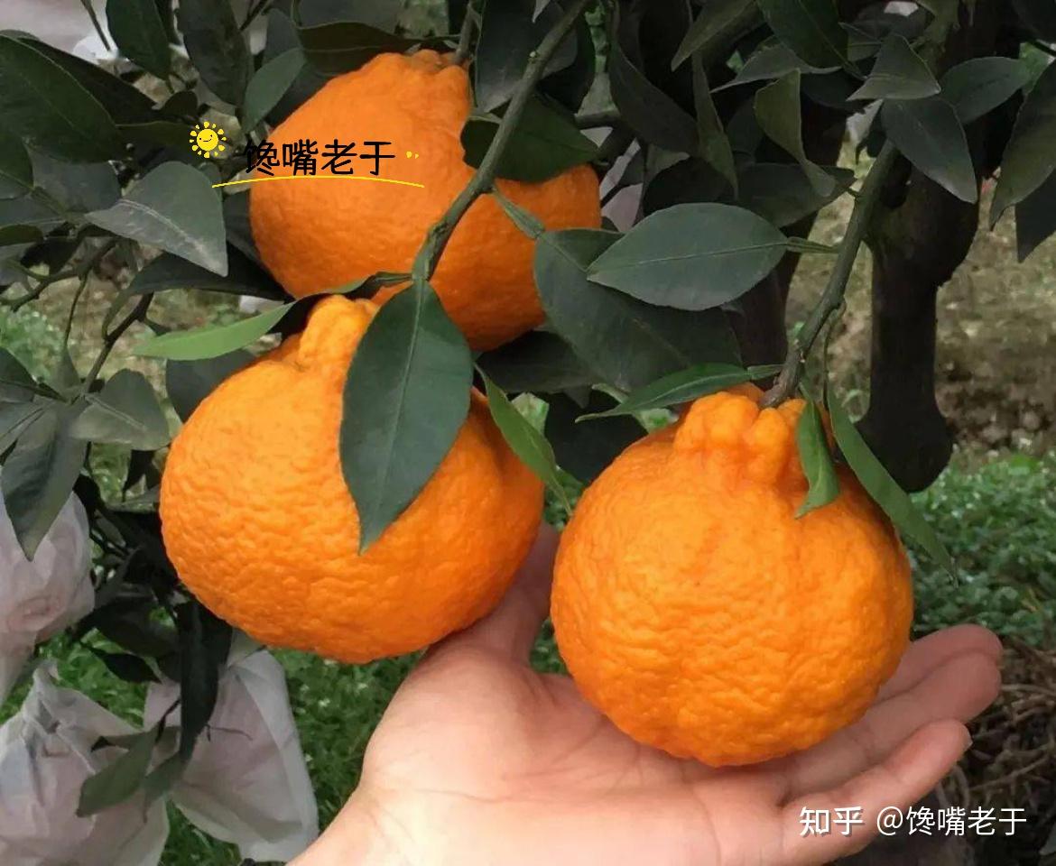 丑橘是转基因水果吗?和“耙耙柑”有啥不同?建议弄懂再买不会错 - 知乎