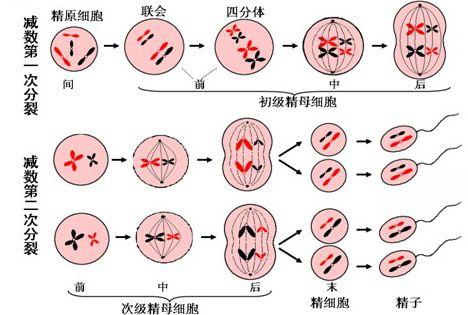 为什么夫妻染色正常 胎儿却染色体异常 知乎