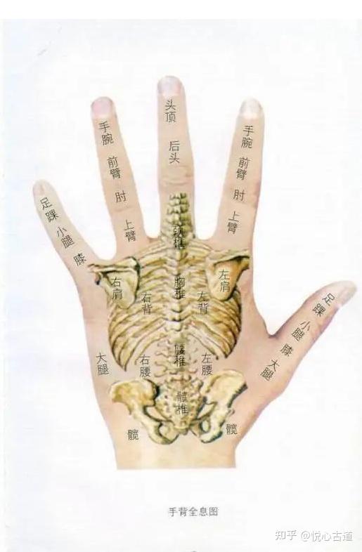 中医全息法:全息望诊大全 19条全息脉诊 全息图谱67