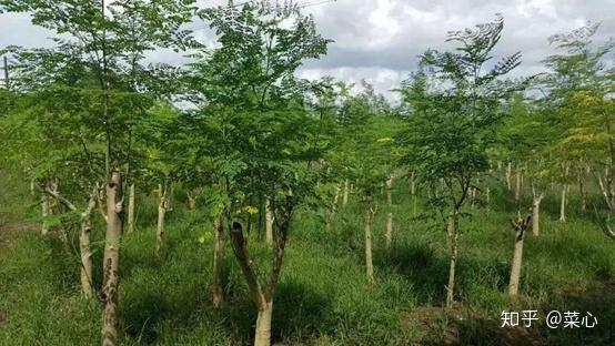 被称为奇迹之树的辣木有什么奇迹之处