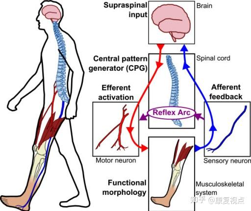 步态分析，详解人类步态和异常步态 - 知乎