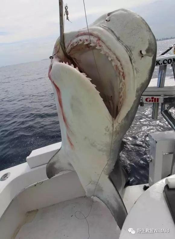 无数根人类捕鲨时使用的"鱼枪",塑造出了被捕捉后吊起的鲨鱼,古老的