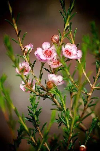 来自澳洲的小清新澳州蜡花