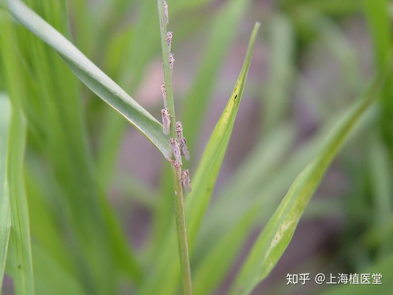 病虫害科普丨褐飞虱的危害与防治 - 知乎