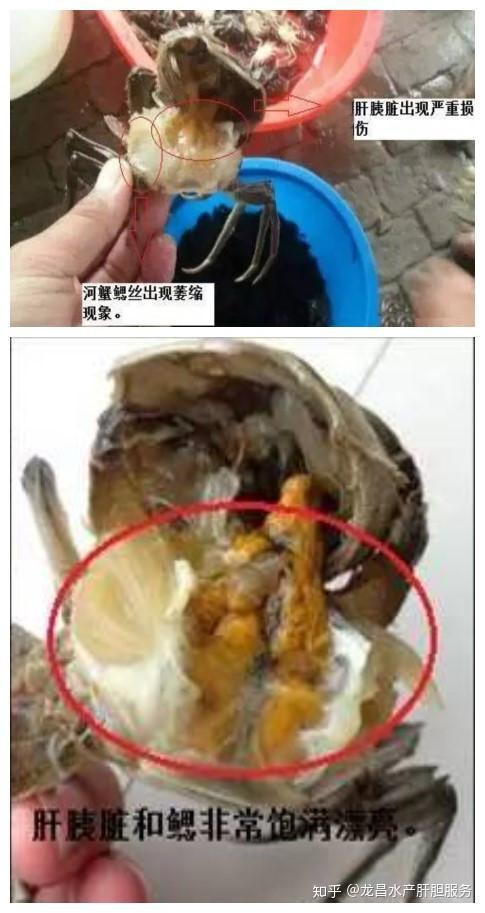 用了胆汁酸的河蟹肝胰脏和鳃非常清晰饱满