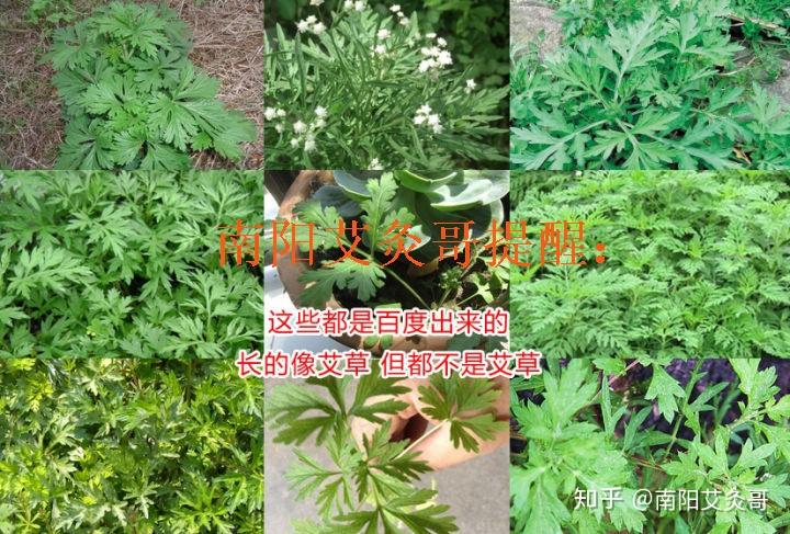 做艾灸你懂得区分艾草和水蒿么