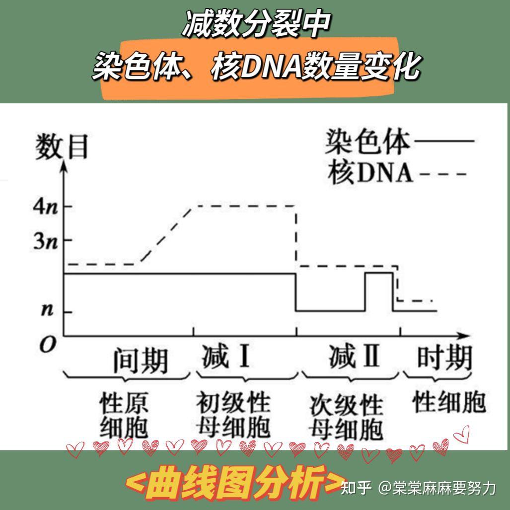 染色体组变化曲线图图片