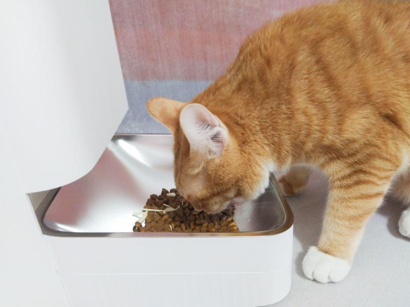 科学喂养米家智能宠物喂食器