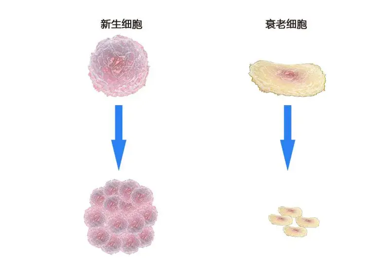 细胞衰老特征示意图图片