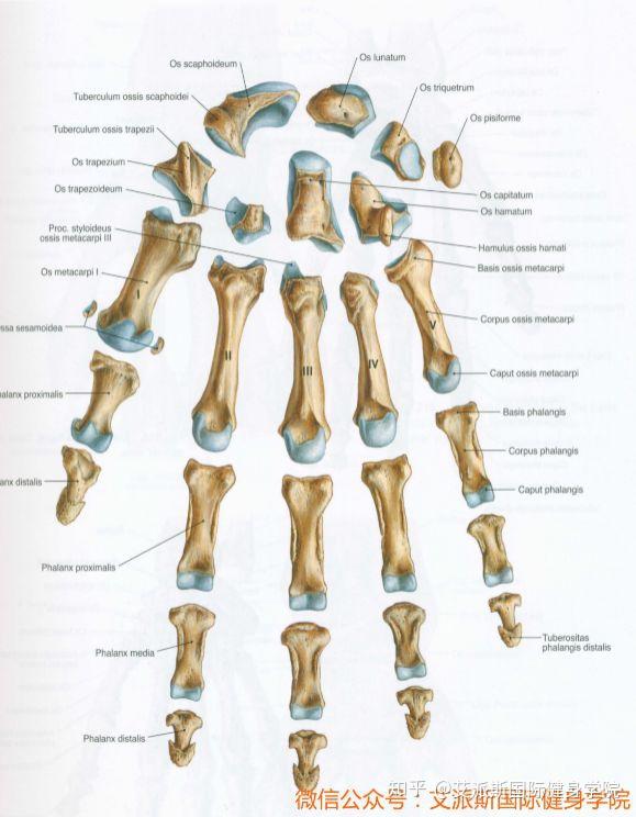艾派斯人体科学小讲堂第四讲上肢骨