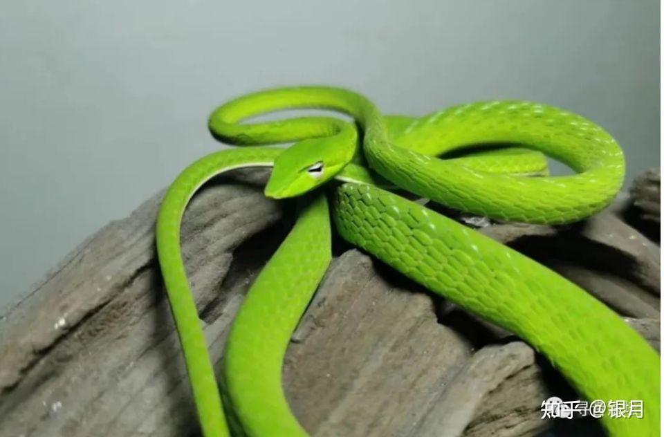 胡黄常蟒之七世缘