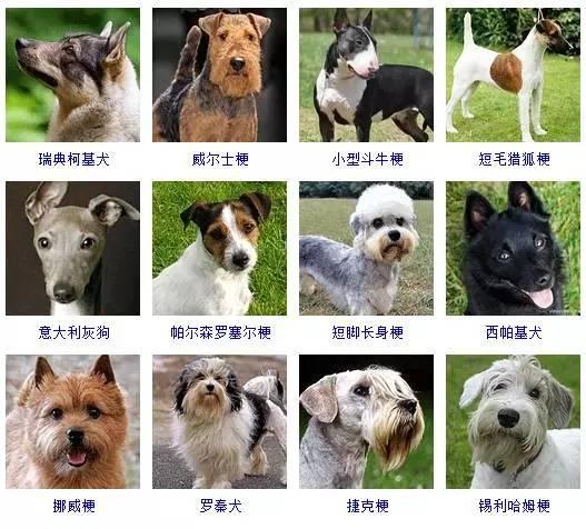 常见狗狗品种中型图片