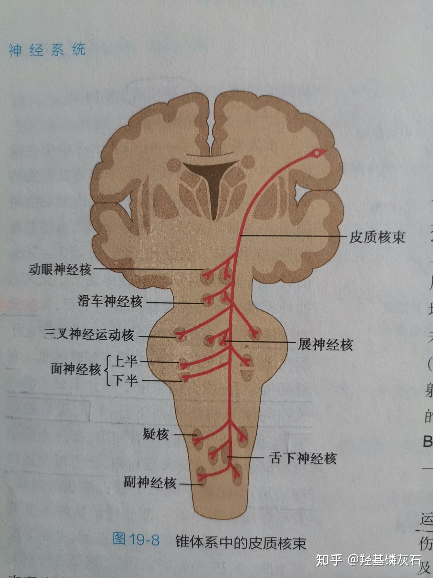 系统解剖学 第十九章 神经系统的传导通路