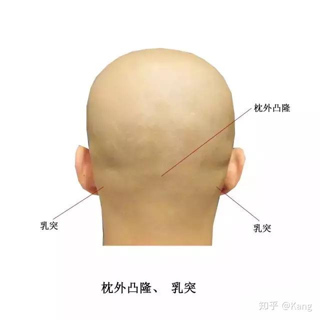 实用人体体表解剖：头颈部（高清大图版） - 知乎
