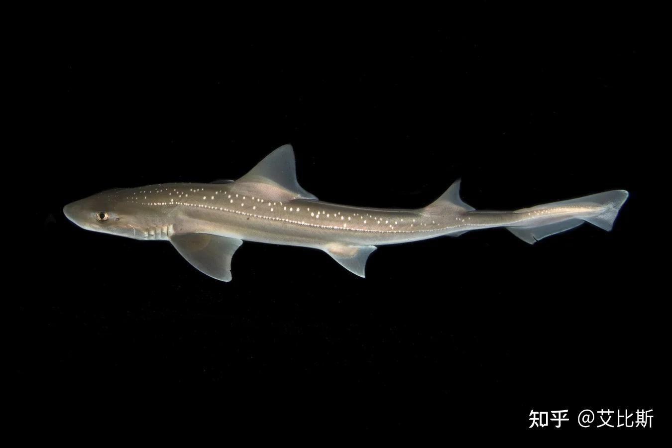 你听过鲨鱼的叫声吗？这里有！ - 知乎